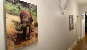 Herschel Inspire picture panel Elephant