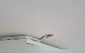 Ceiling mounting infrared panel