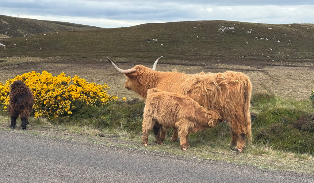 Highland cattle spotted whilst cycling from John O' Groats to Lands End