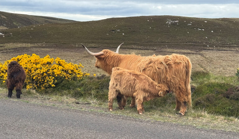 Highland cattle spotted whilst cycling from John O' Groats to Lands End