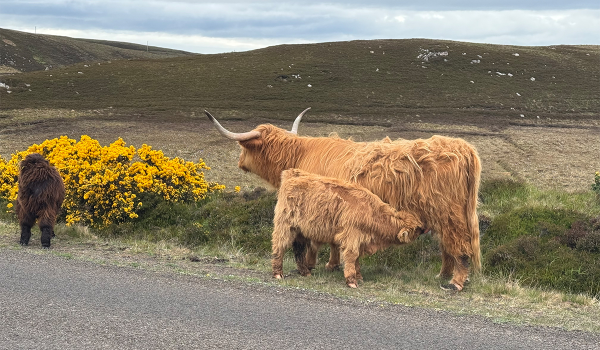 Highland cattle spotted whilst cycling from John O' Groats to Lands End